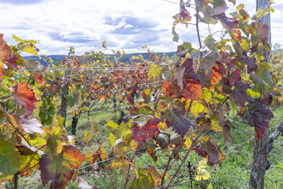 Close-up of fruits growing in vineyard against sky