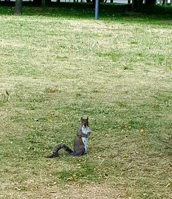 Dog sitting on field