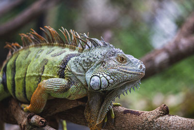 Close-up of lizard on tree