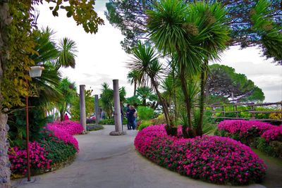 Flowers growing by trees against sky