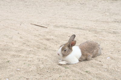 Close-up side view of a rabbit on sand