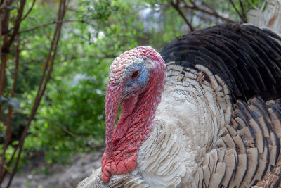 Close-up of turkey