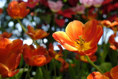 Close-up of orange flowering plants