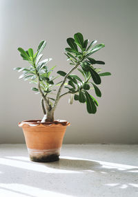 Close-up of potted plant on table against wall