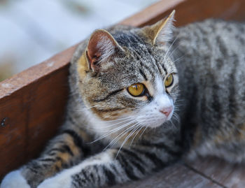 Close-up portrait of cat