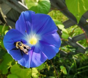 Close-up of bee pollinating on purple flower