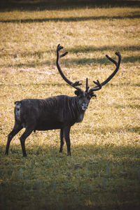 Deer in a field