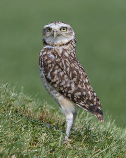 Close-up of a bird on field