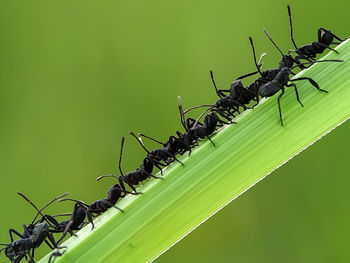 Close-up of ant on leaf