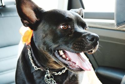 Close-up portrait of black dog in car