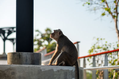 Low angle view of monkey on railing against sky