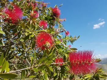 Low angle view of red flowering plant against sky