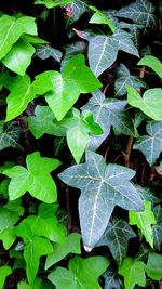 High angle view of plants