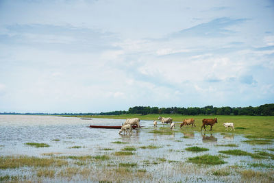 View of sheep on shore