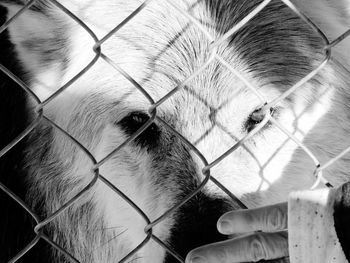 Close-up of dog seen through fence