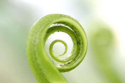 Close-up of spiral green leaf