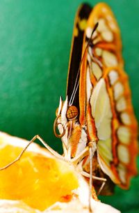 Close-up of butterfly on leaf