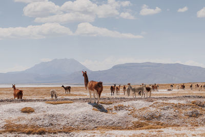 Horses on field against sky