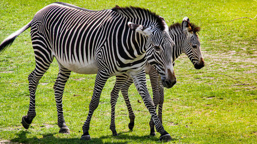 Zebras walking in a field