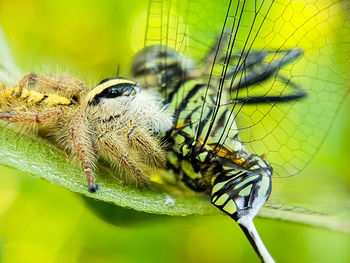 Close-up of spider eating a dragonfly on plant 