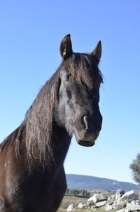 Close-up of a horse against clear blue sky