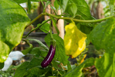 Close-up of green chili peppers plant