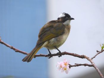 Low angle view of bird perching on branch
