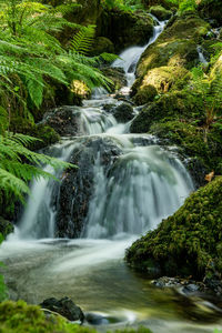 Scenic view of waterfall in forest