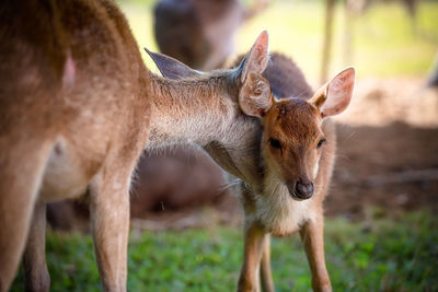 Deer on farm