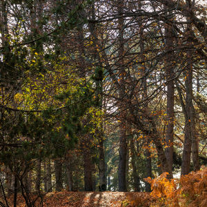 Trees in forest during autumn