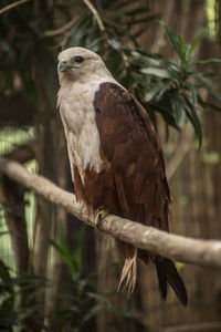 Close-up of eagle perching on tree