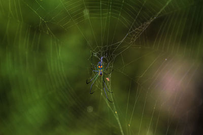 Close-up of spider on web