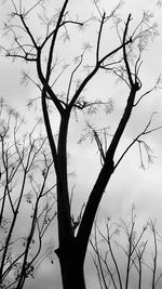 Low angle view of silhouette bare tree against sky