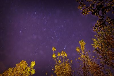 Low angle view of tree against star field