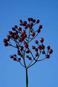 Low angle view of berries against clear blue sky