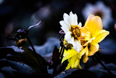Close-up of honey bee on flower