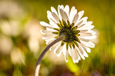 Close-up of white daisy flower