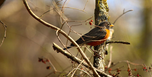 Close-up of bird perching on tree