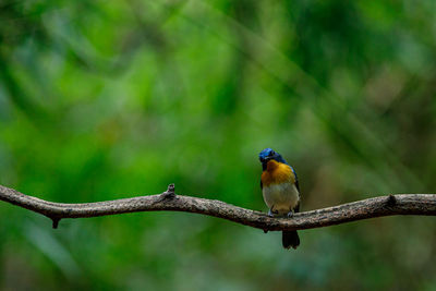 Bird perching on a branch