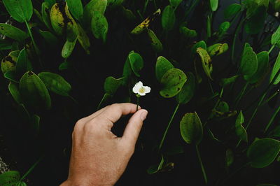 Close-up of hand holding plant