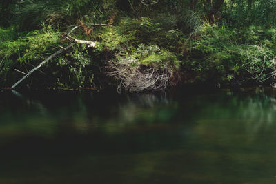 Scenic view of lake in forest