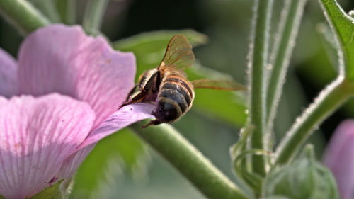 Close-up of insect pollinating on flower