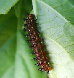 Close-up of insect on plant