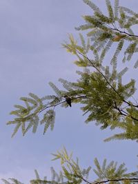 Low angle view of tree against sky