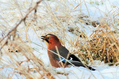 Bird perching on snow covered field