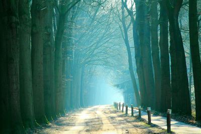 Dirt road between trees on foggy day