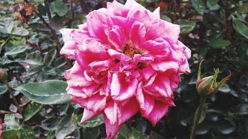 Close-up of pink flower blooming outdoors