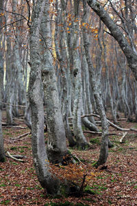 Trees in forest