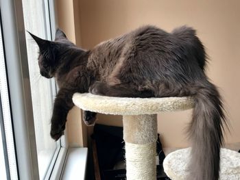 Cat looking away while sitting on chair at home