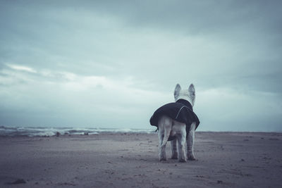 Horse standing on beach